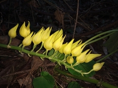 Mormodes maculata unicolor