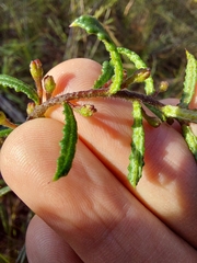 Philotheca hispidula