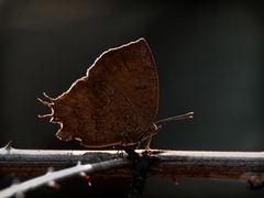 Surendra quercetorum