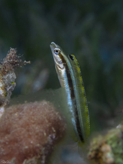 Aspidontus dussumieri