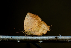 Surendra quercetorum