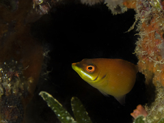 Pseudocheilinus evanidus