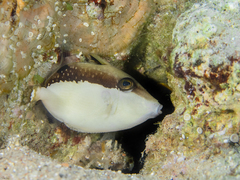 Sufflamen albicaudatum