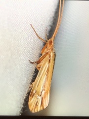 Limnephilus ornatus