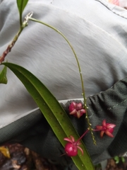 Campylospermum dependens