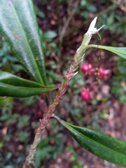 Campylospermum dependens
