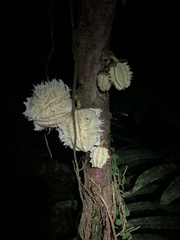 Carpotroche longifolia