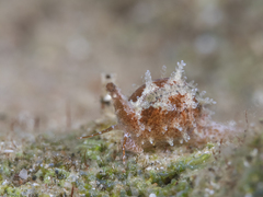 Trivirostra triticum