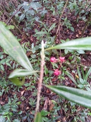 Campylospermum dependens