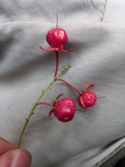 Campylospermum dependens