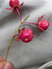 Campylospermum dependens