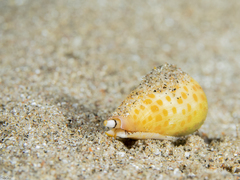 Conus tessulatus