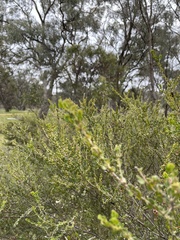 Acacia glandulicarpa