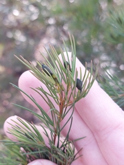 Gompholobium grandiflorum