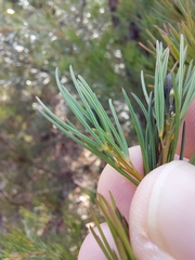 Gompholobium grandiflorum
