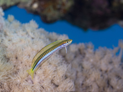 Piano Fangblenny photo 3