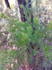 Gompholobium grandiflorum