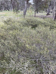 Acacia glandulicarpa