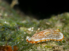 Goniobranchus pseudodecorus