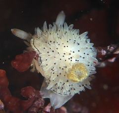 Acanthodoris rhodoceras image