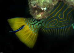 Labroides dimidiatus