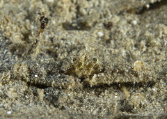 Aulacolambrus hoplonotus