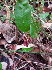 Grevillea laurifolia