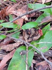 Grevillea laurifolia