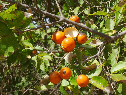 Strychnos lucida (Strychnos lucida)