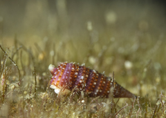 Cautotriphora hervieri