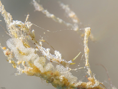 Kabeiro phasmida
