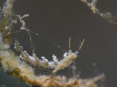 Kabeiro phasmida