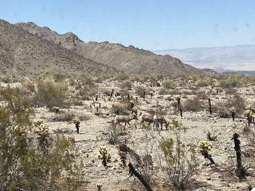 iNaturalist observation photo of Desert Bighorn Sheep