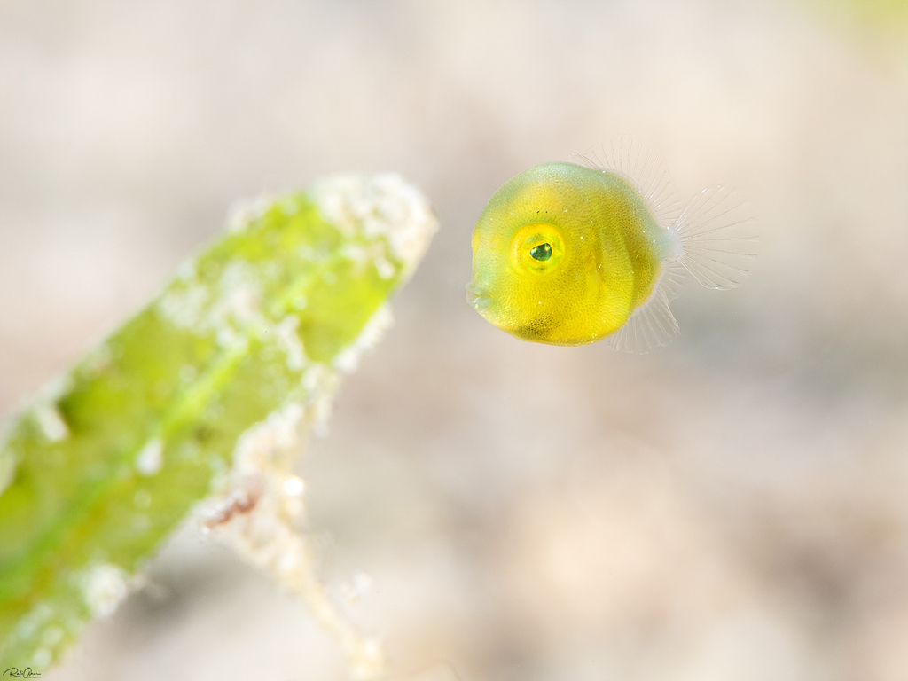 Fahaqa Pygmy Leatherjacket