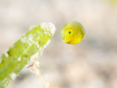 Brachaluteres fahaqa