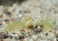 Achaeus japonicus