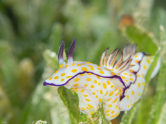Hypselodoris pulchella