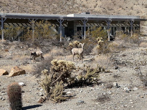 iNaturalist observation photo of Desert Bighorn Sheep