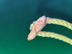 Blastobasis decolorella