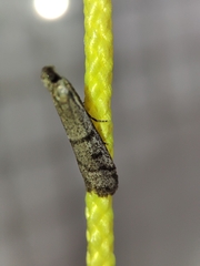 Ephestia disparella