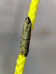 Ephestia disparella
