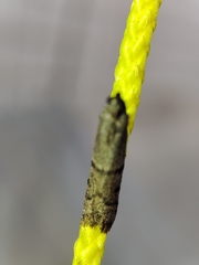 Ephestia disparella