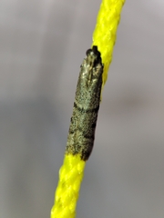 Ephestia disparella