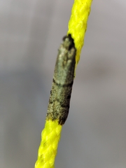 Ephestia disparella