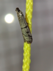Ephestia disparella