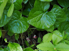 Asarum lemmonii