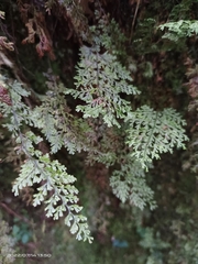Hymenophyllum fujisanense