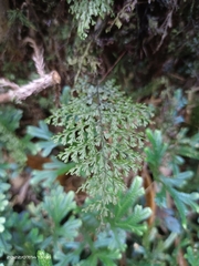 Hymenophyllum fujisanense