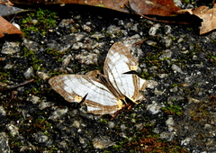 Cyrestis maenalis