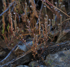Phacelia stebbinsii